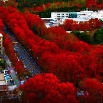 کلید سازی شبانه‌روزی در ولیعصر - الوکلید